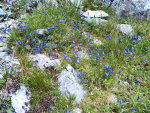 Mountain flowers