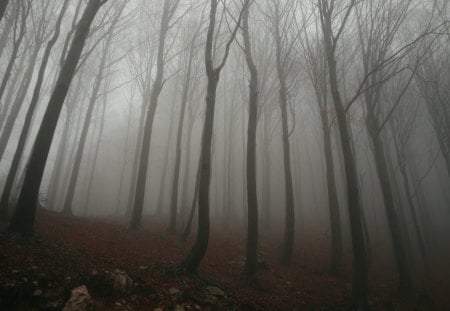 Foggy_Forest - morning, nature, forest, trees