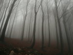 Foggy_Forest