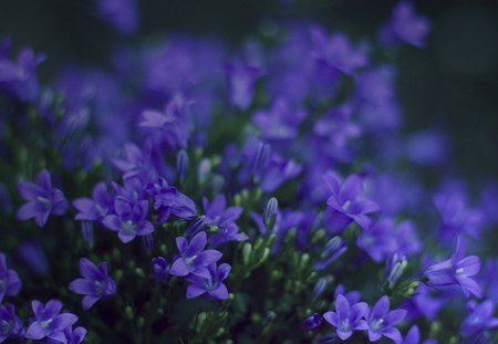 SPRING FLOWERS - flowers, spring, nature, mauve, green