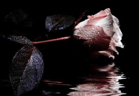 Reflection - flowers, reflection, rose, roses