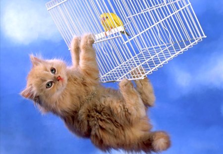 I'll catch you - cage, cat, fluffy, kitty, persian, bird, kitten