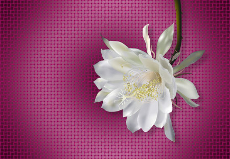 Moon Flower - white, moon, flower, pink