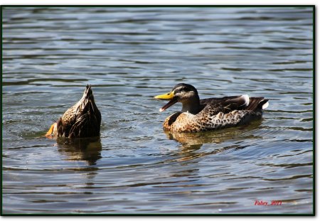 Ducks for My Friend BizzyBee - birds, nature, funny, ducks, animals