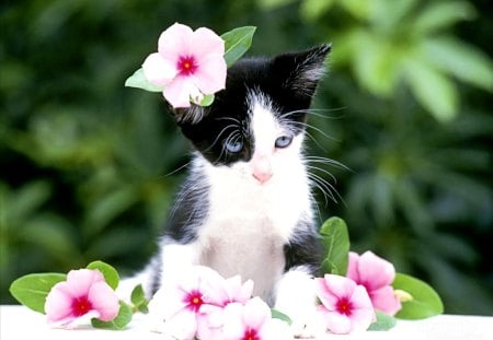 Cat among flowers - nature, cat, kitty, flowers, kitten