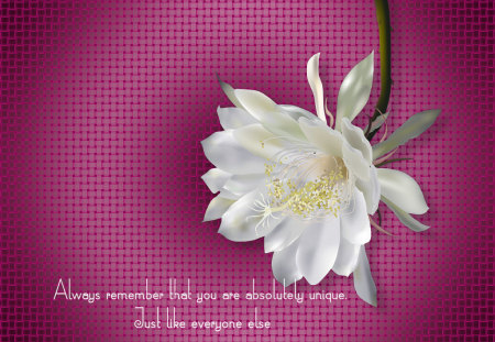 Moon Flower w/Verse - white, moon, pink, verse, flower