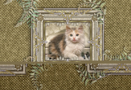 Musical Kitty - pretty, music, frame, picture, cute, musical, cat, kitty