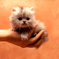 Kitty in hand