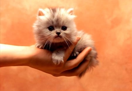 Kitty in hand - cat, fluffy, kitty, hand, orange, kitten