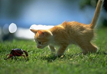 And who are you? - spider, nature, kitten, cat, animals