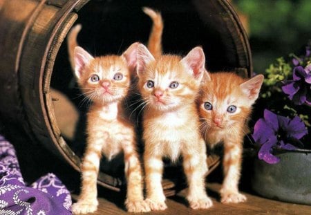 triplets - pets, cute, triplets, kittens