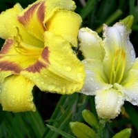 Awesome Lillies of Summer