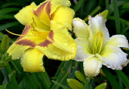 Awesome Lillies of Summer - flowers, white, yellow, summer, lillies