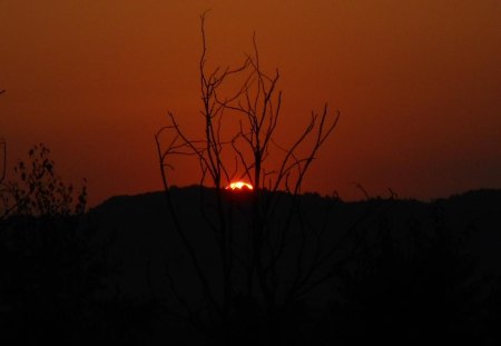 SUNSET - nature, tree, sunset, sun