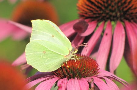 Pink flower - butterfly, harvest, garden, yellow