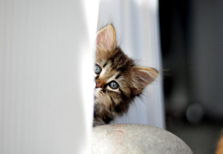 Little Friend for Cathib123 - hidding, cute, little, friend, kitty