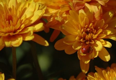 Ladybird for My Friend Jessowey - friend, ladybird, hidding, flowers, yellow