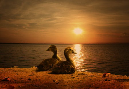 Lake Sunset - lake, sunset, coast, ducks