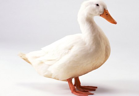 Duck test