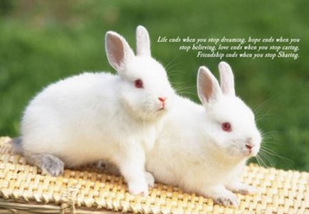 Cut pair - rabbits, love, rabbit, bunnies, bunny