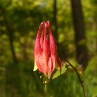 Red Fire Flower