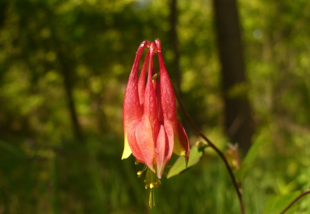 Red Fire Flower - orange, fire, flower, red