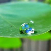 water drop on leaf