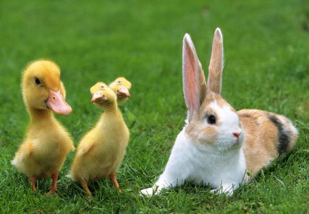 bugs gang - ducks, bunny