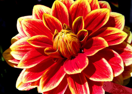 Dahlia - dahlia, white, red, flower