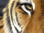 eye of the tiger