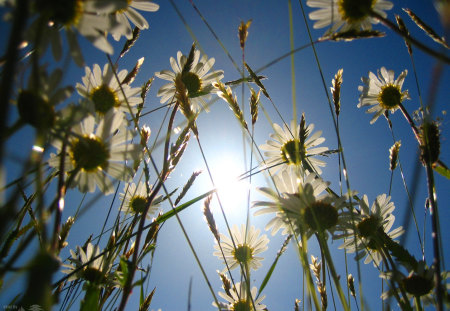 sky - nature