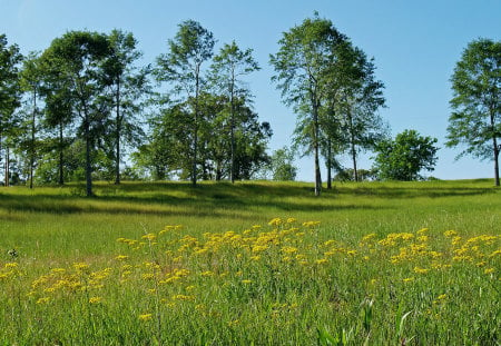 nature - flowers, landscape, grass, trees