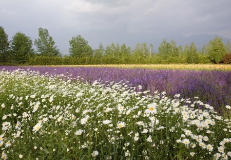 flowers - flowers, trees, color, landscape