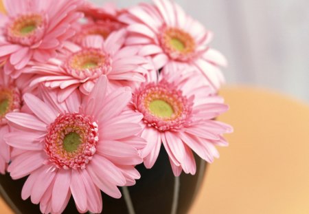 pink flowers - flowers, pink