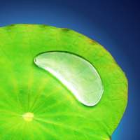 Water Drop On Leaf