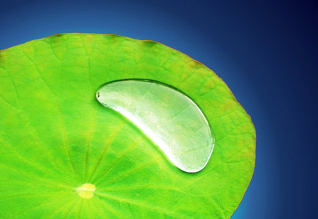 Water Drop On Leaf - water drop on leaf