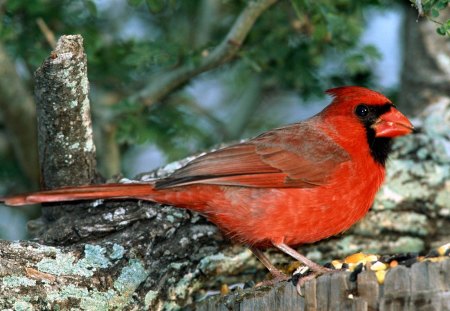 Red Cardinal - bird, cardinal, red