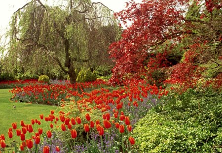 Garden - trees, tulips, color, flowers, garden