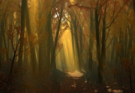 Forest - forests, trees, nature, rays, autumn, light