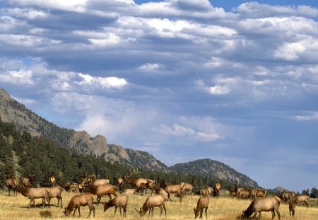 elk herd  - cattles