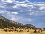 elk herd 