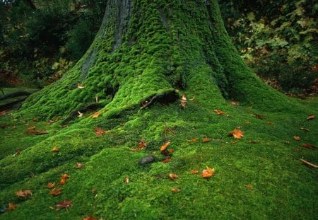 green tree  - moss covered, green, tree