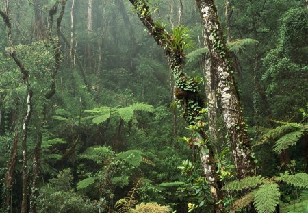 montane rainforest  - rainforest