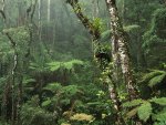 montane rainforest 