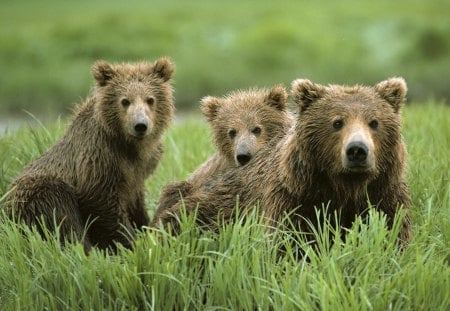 Mother bear with cubs