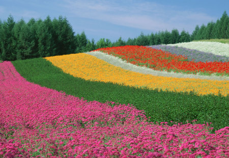 flower field - color, field, flower