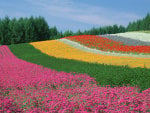 flower field