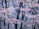 spring in japan