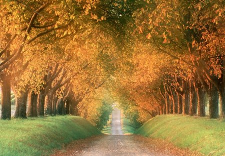 trees - autumn, grass, trees, way