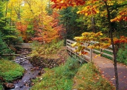 autumn - autumn, trees, forest, color, bridge